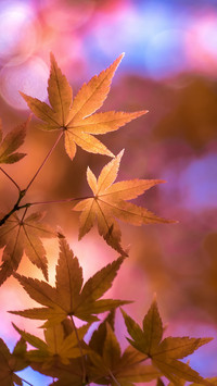 Tang poetry in the autumn