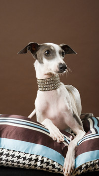 Dog food may cause species extinction 5