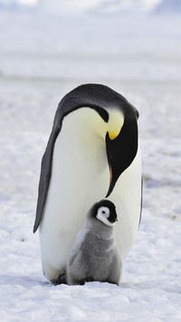 Grown Penguin with Baby