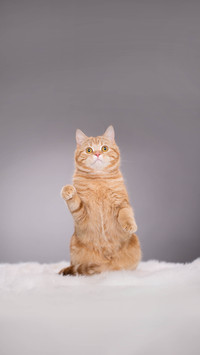 Killer words that make cats react in seconds 2