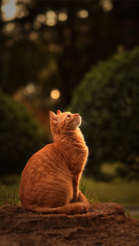 Reasons for Different Sleeping Positions of Cats 8