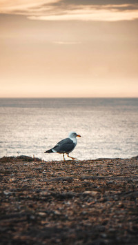 A Seagull walking at sunset with the sea