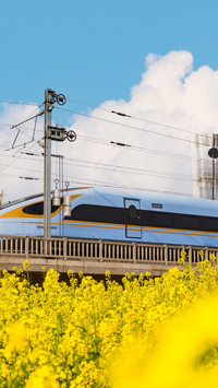 Zheng kai highspeed railway crosses the flower sea