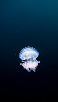 正式确诊为“职场水母”
