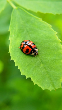 Ladybug
