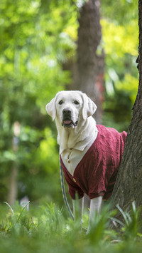 The unique temperament of loyal dogs 78