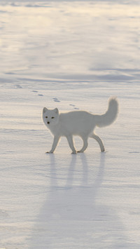 Happy Arctic Fox in Winter Tundra