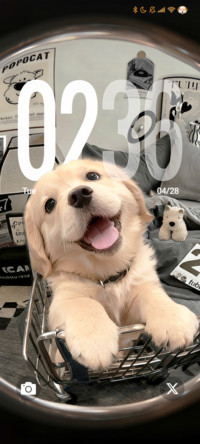 Golden retriever