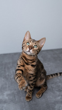 猫咪尾巴的作用