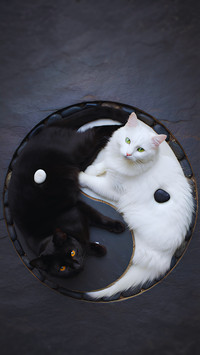 Yin Yang Cats