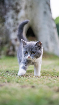 为什么说猫咪很聪明？