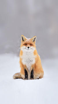 Red fox in the snowfall and natural winter environmental