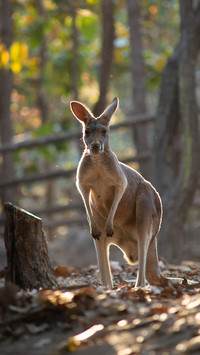 Lovely animals-03