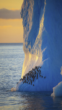 Chinstrap Penguins Resting on Iceberg