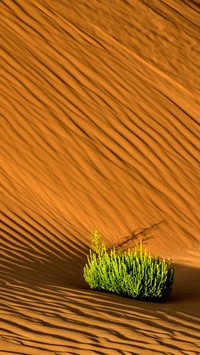 Plants in the desert