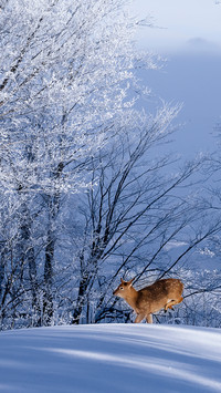 The spotted deer in winter