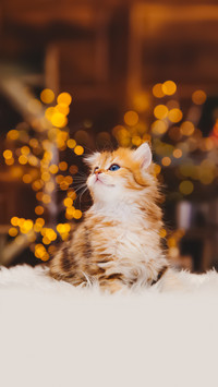 进入春天后猫咪的变化