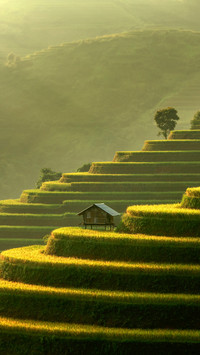 Mu Cang Chai, Landscape Terraced Rice Field Near Sapa