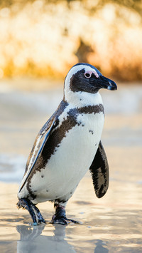 Cute penguin-02