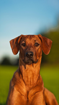 Dog273