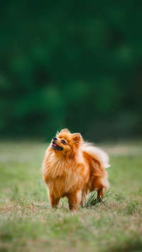 Spitz is standing in the field