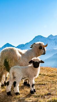 Valais blacknosed sheep and lambs in autumn