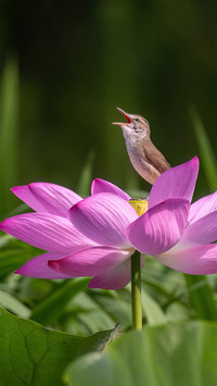 Sing loudly