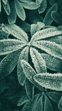 Frozen