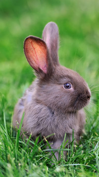 Spring rabbit is fun