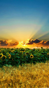Sunflowers