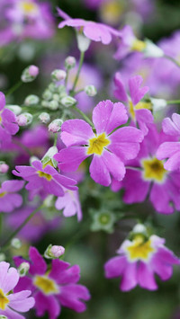 Natural Still Life-PAIXIN