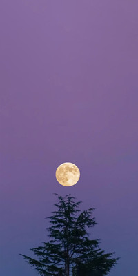 Purple Style1.jpg