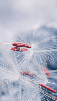Beautiful Dandelion Flower Seed in Spring Season