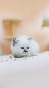 Kitten cat breed sacred burma on a light background