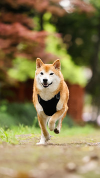 Firewood dog firewood dog firewood dog firewood dog firewood
