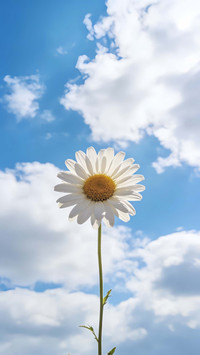 花、太阳和你