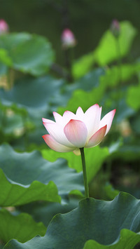 Beautiful Lotus