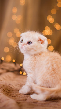 从小美到大的猫猫