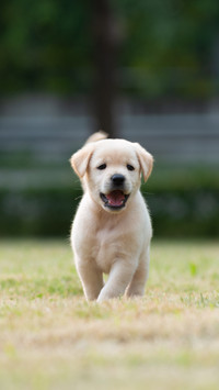 Healthy Pup, Enjoying Grassland Fun