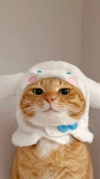 猫咪看不起你的表现