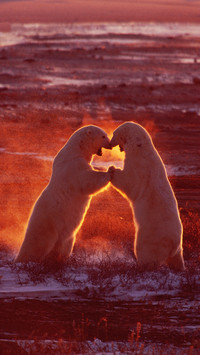 International-Polar Bear