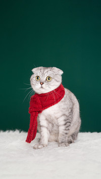 猫咪的“小心机”