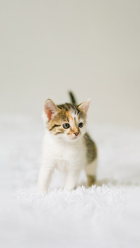 新手养猫人必看知识点