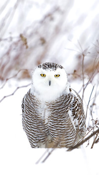 可爱的猛禽 雪鸮