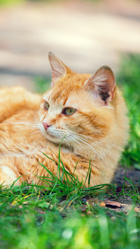 古人怎么吸猫