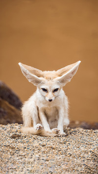 Why does it have a pair of huge ears
