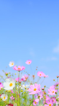 淡淡花香