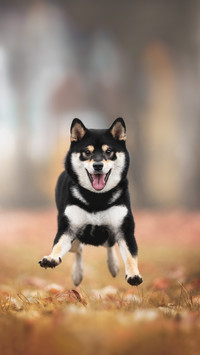 A Shiba Inu Happily Running on The Grass