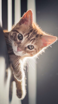 小猫咪