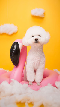 Has your life changed since raising a pet